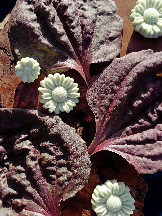 Grand purple plantain with lotion bars on an wooden board