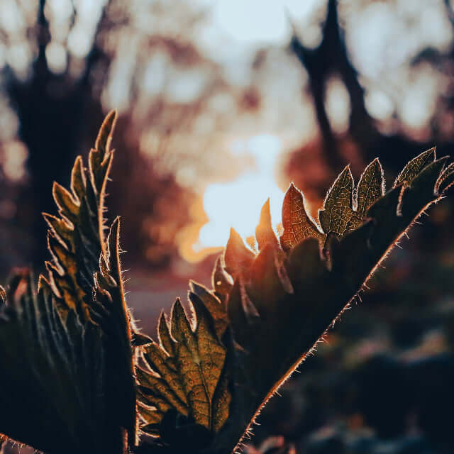 Nettle leaves on a sunny field